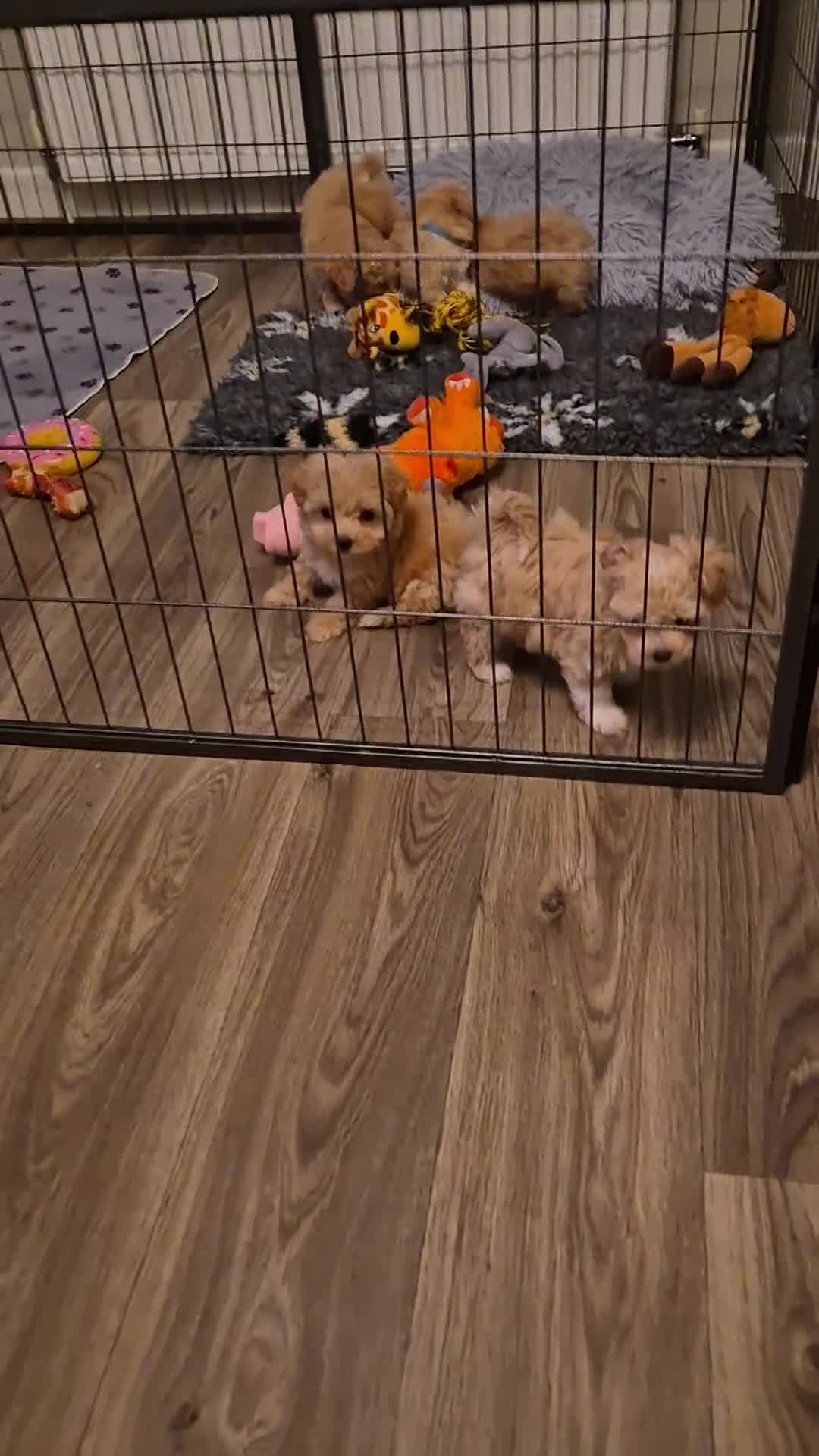 Maltipoo dogs for sale: F1 Maltipoo puppies 🐶 Just 2 girls remaining  - Video 1