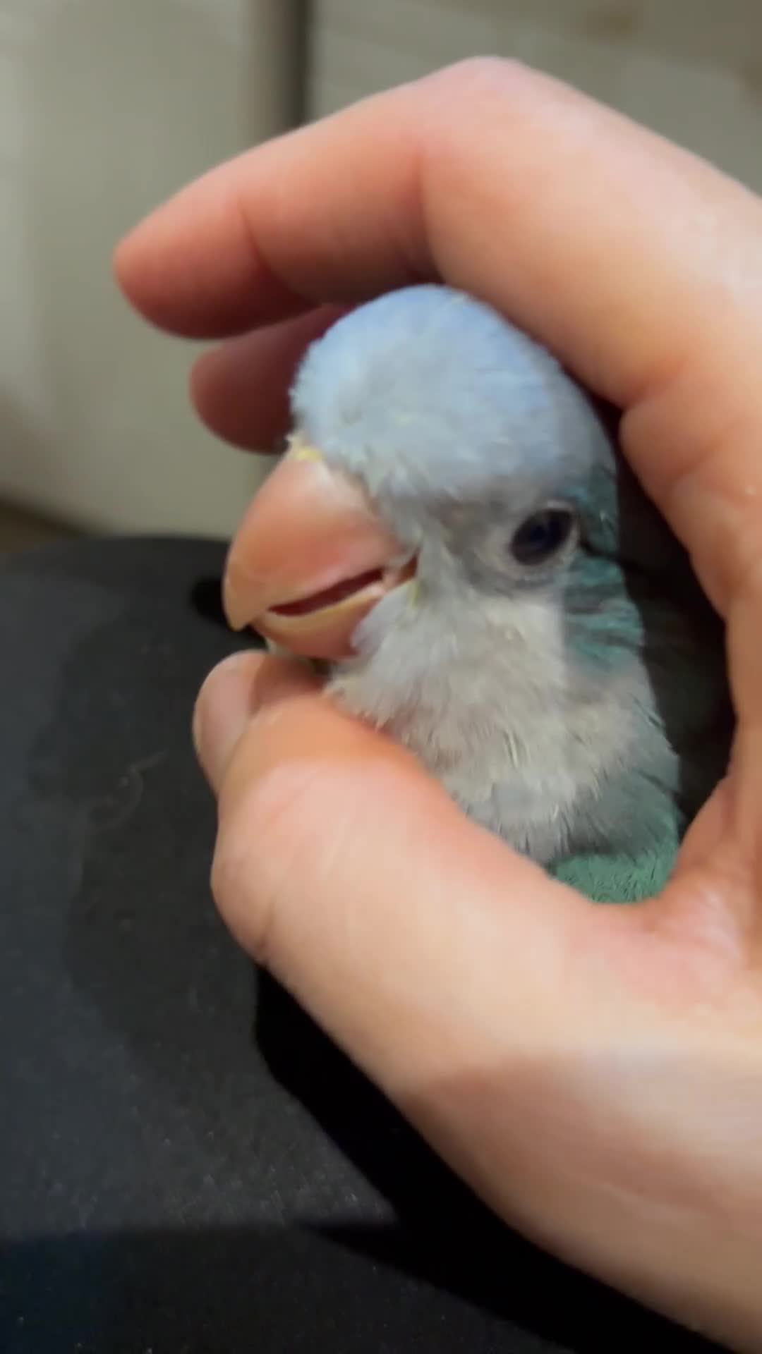 Parrots birds for sale: Hand reared quaker parrot - Video 1