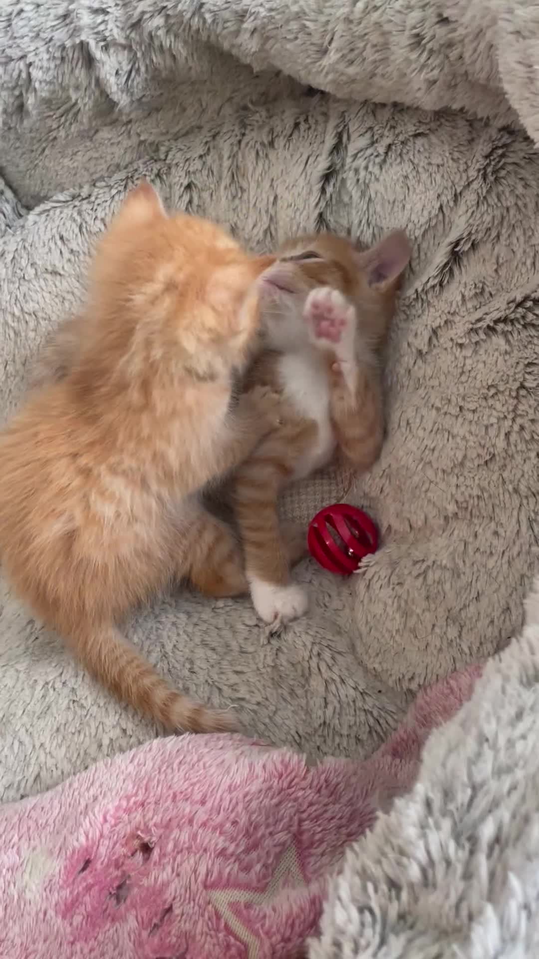Mixed Breed cats for sale: British mixed breed - Video 2