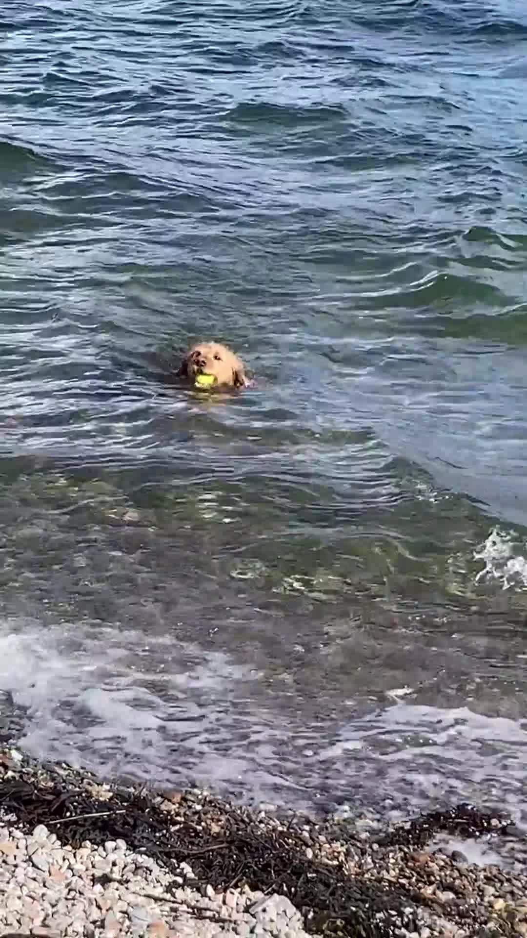 Labradoodle dogs for stud: Clyde-F1 Labradoodle  - Video 1
