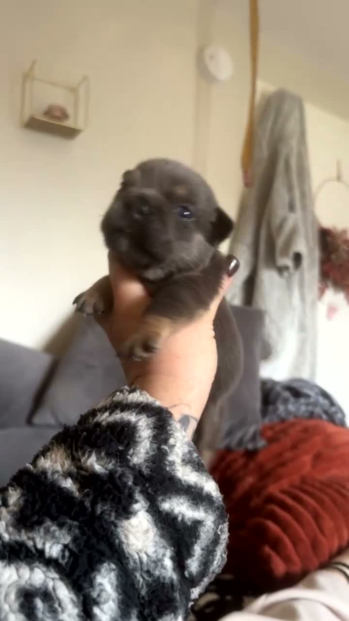 Olde English Bulldogge dogs for sale: OEB puppies for sale  - Video 1
