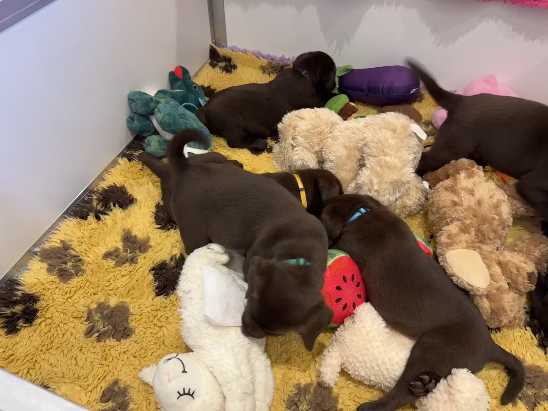 Labrador Retriever dogs for sale: Outstanding Quailty Chocolate Labrador Puppies - Video 1