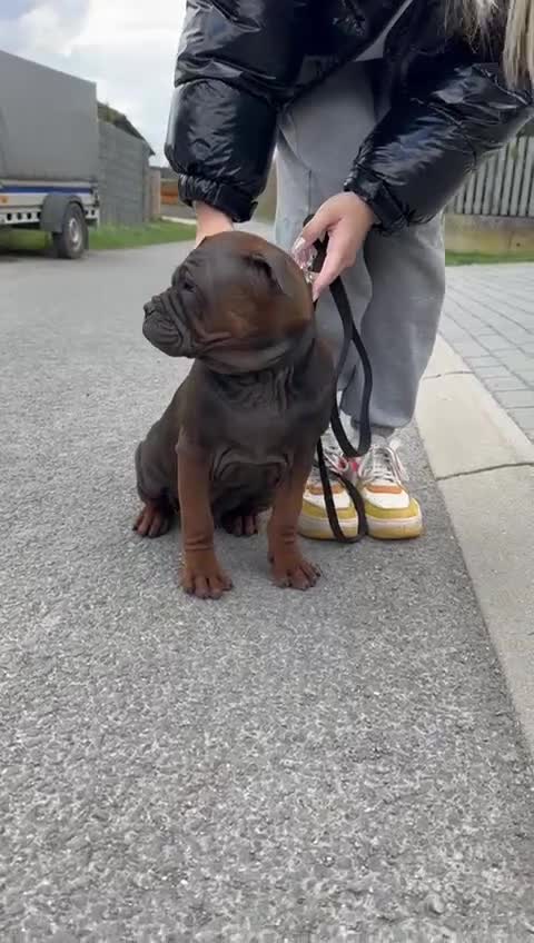 English Bulldog dogs for sale: Extremely rare chongquing puppies in Isleworth - Video 2