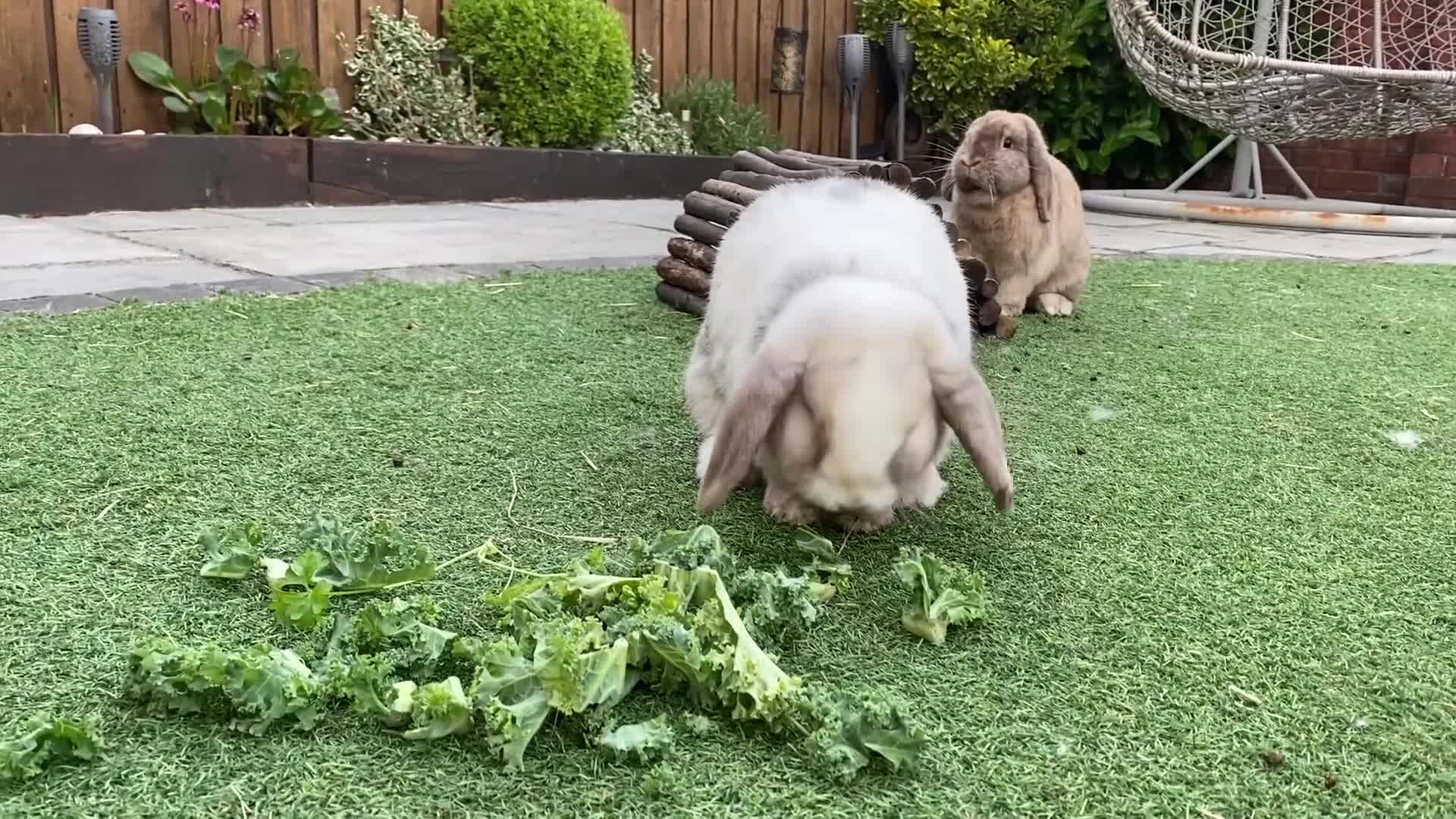 Dwarf Lop rabbits for sale: 2 friendly Neutered male dwarf lop rabbits  - Video 1