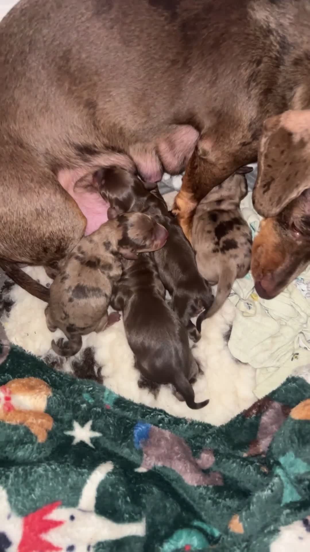 Miniature Dachshund dogs for sale: Dachshund puppies  - Video 5