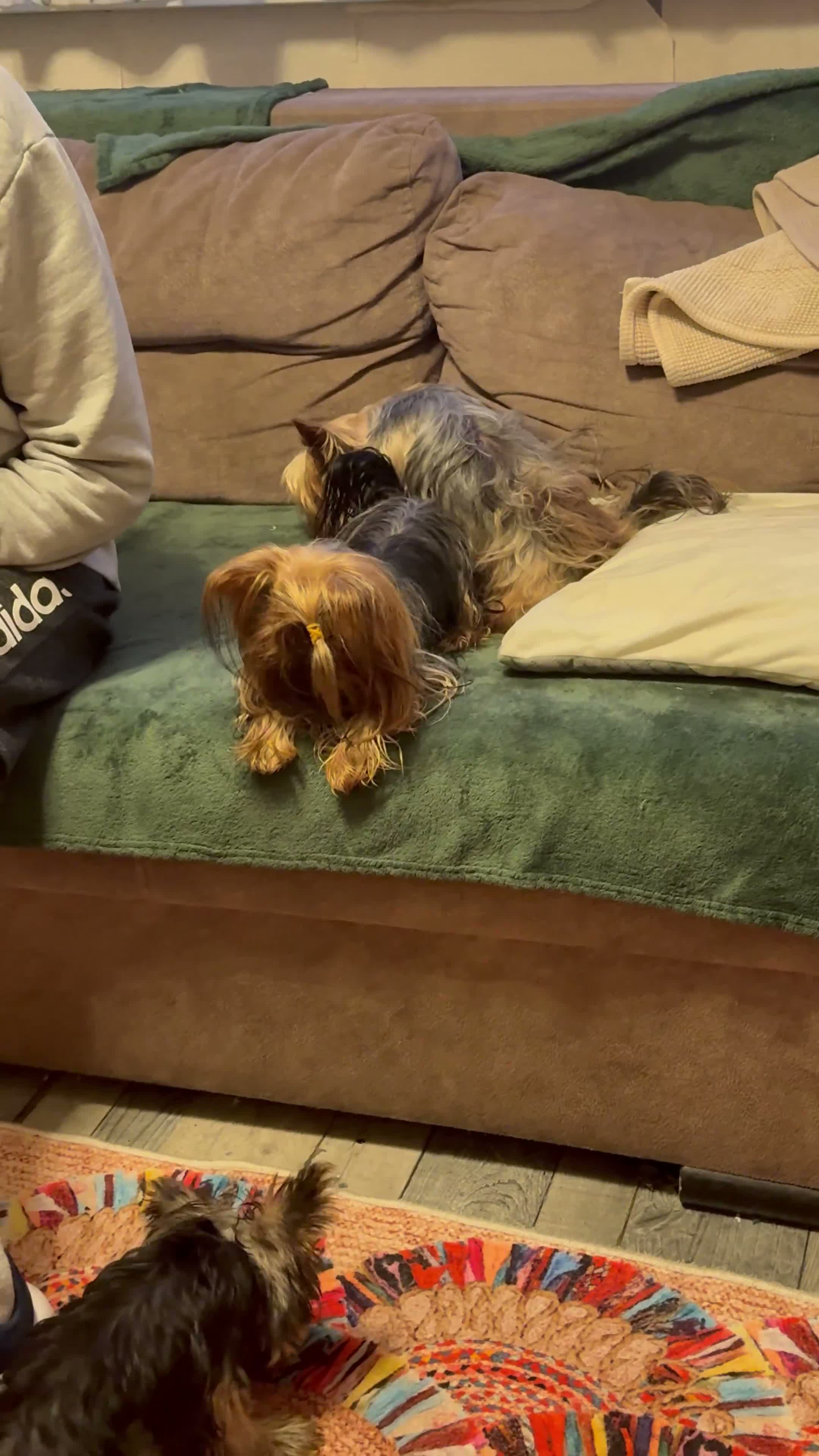 Yorkshire Terrier dogs for sale: Yorkshire Terrier ready for new home  - Video 5