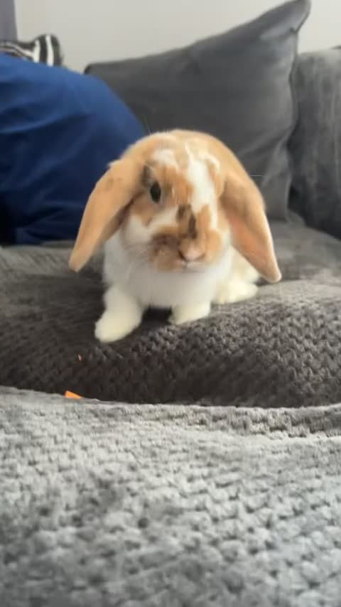 Mini Lop rabbits for sale: Two female rabbits. Age 1 in Halstead - Video 2