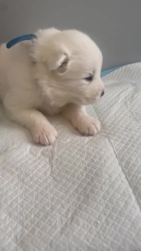 Samoyed dogs for sale: 5 stunning Samoyed in Warrington - Video 2