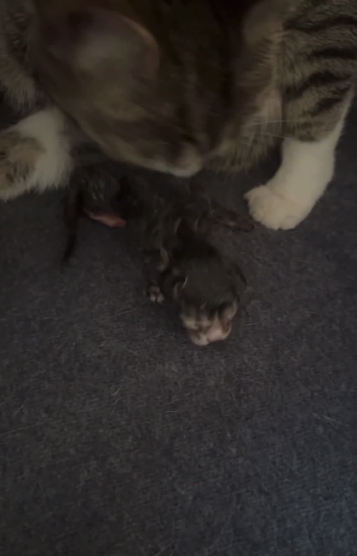 Mixed Breed cats for sale: **BEAUTIFUL FEMALE KITTEN** - Video 4