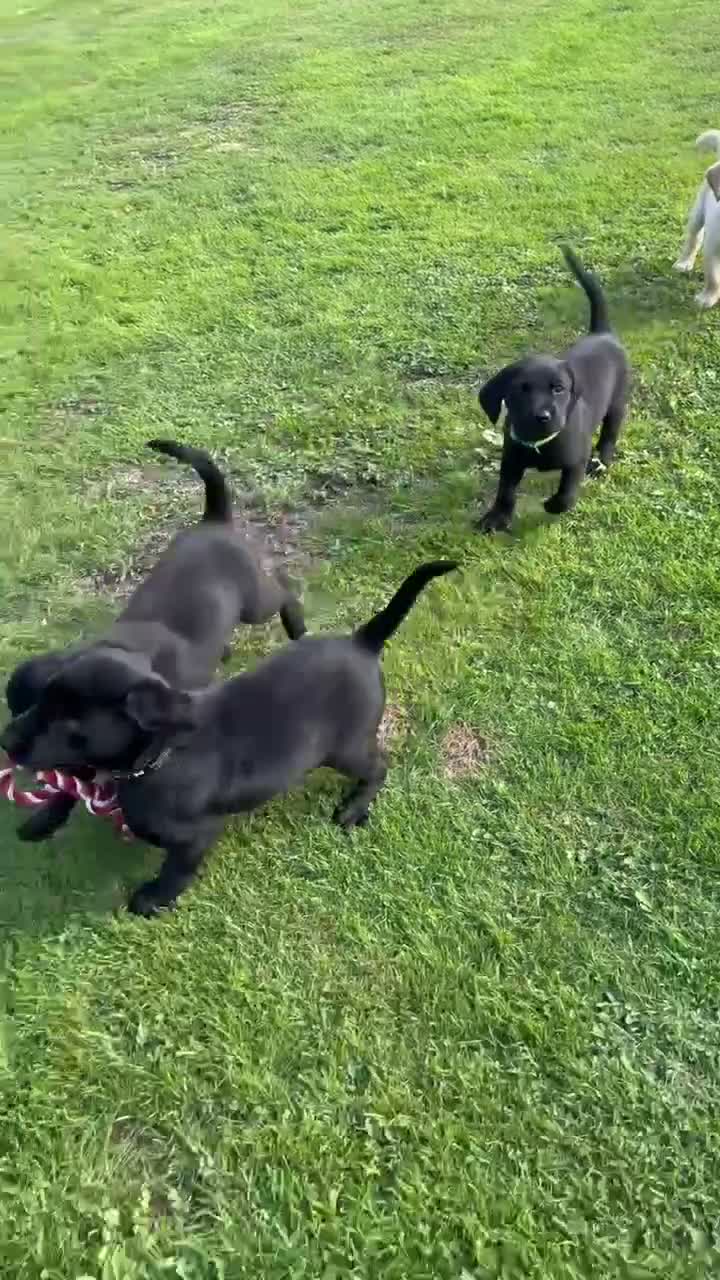 Labrador Retriever dogs for sale: Superb Working Labrador Puppies - Video 1