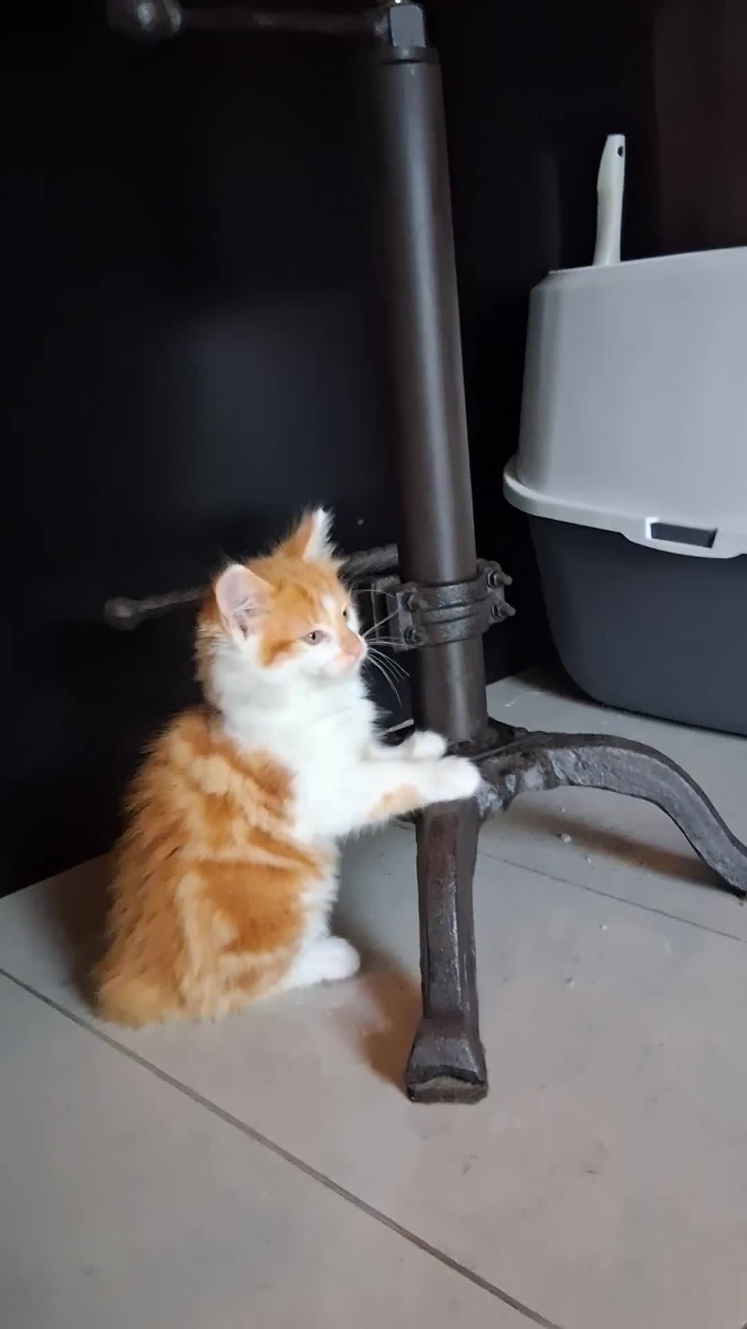 Mixed Breed cats for sale: Gorgeous Chunky Kittens  - Video 3