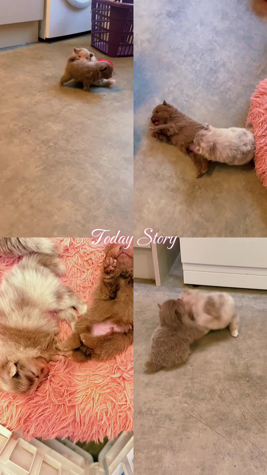 Pomeranian dogs for sale: 🧸 Dream Teddy Bear( Price reduced) - Video 2