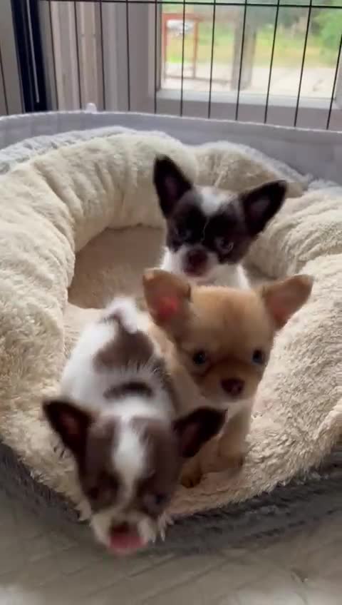 Chihuahua dogs for sale: Beautiful High Quality Long Coat Chihuahua Puppies - Video 1