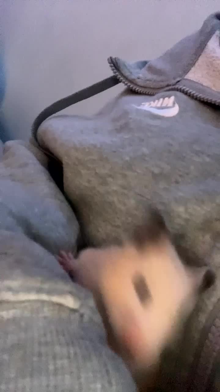 Hamster rodents for sale: Female Syrian hamster - Video 1