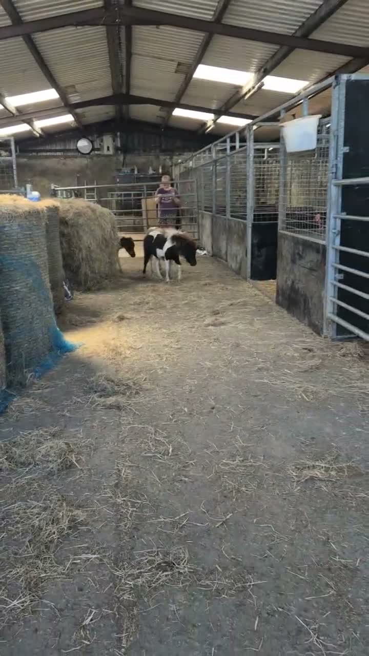 Shetland pony horses for sale: Miniature Shetlands looking for new homes - Video 1