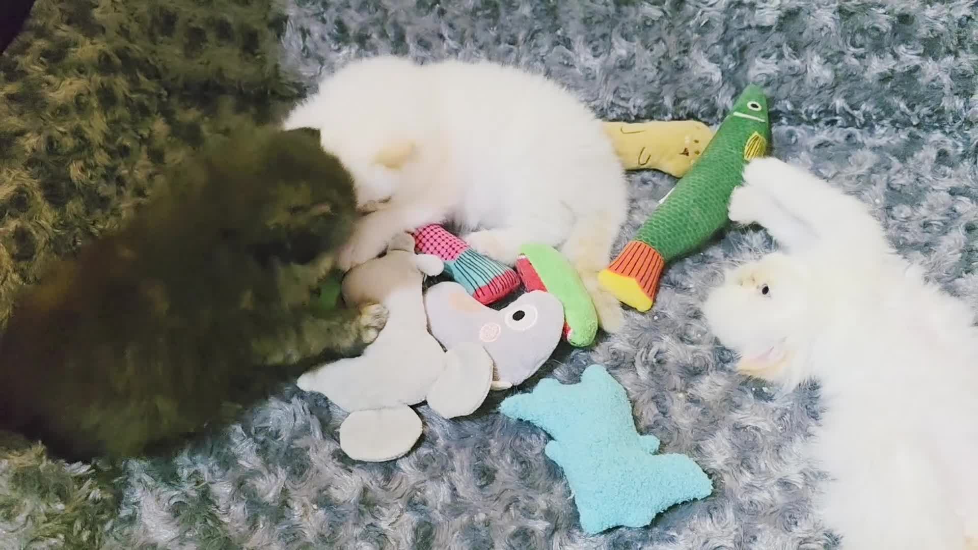 Persian cats for sale: Beautiful and Rare Purebred Persian Kittens - Video 1