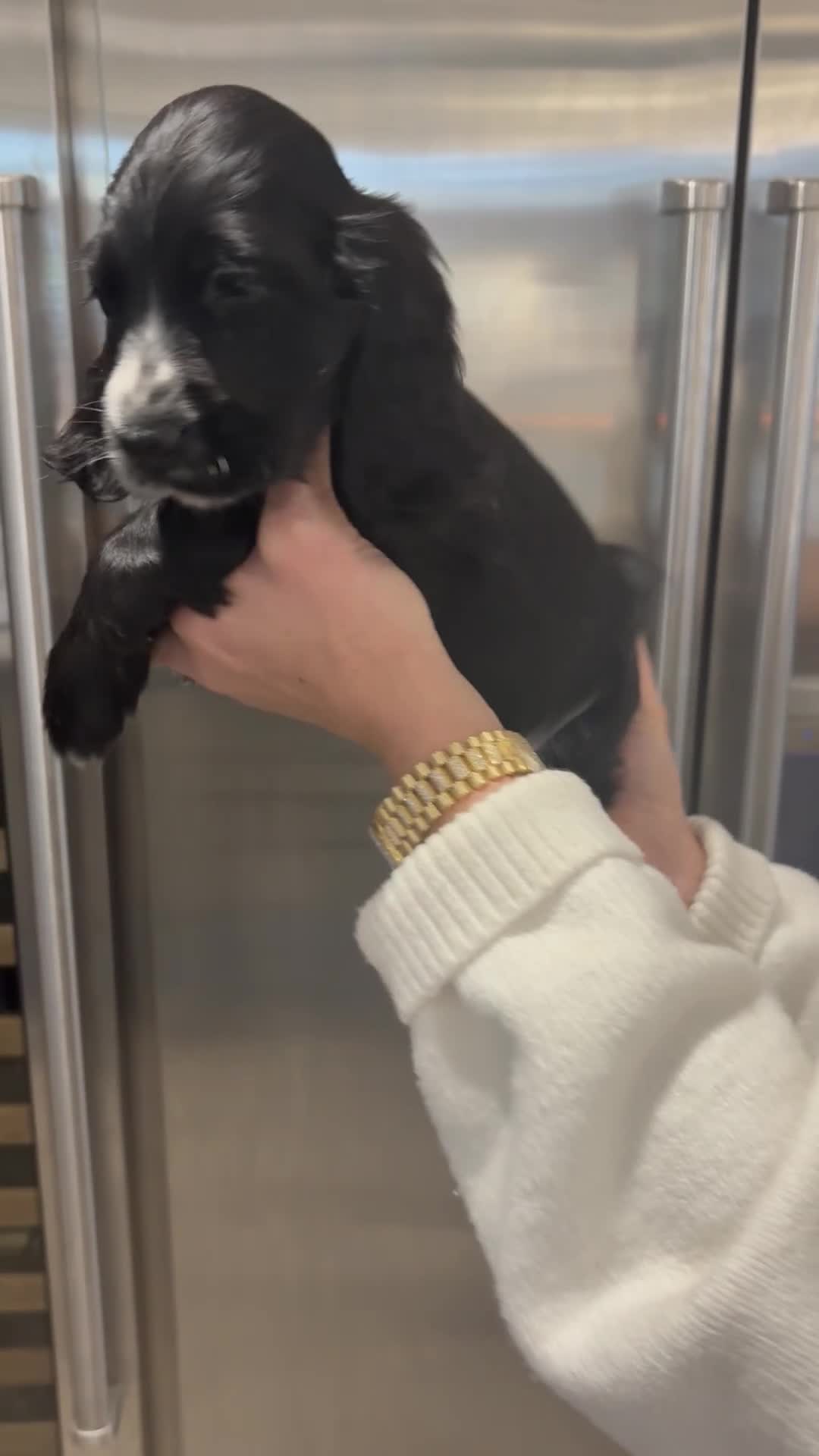 Cocker Spaniel dogs for sale: Health tested cocker spaniel puppies  - Video 4