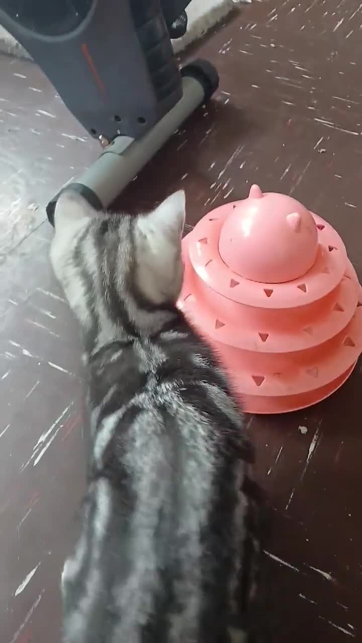 British Shorthair cats for sale:  Bsh.Silver Classic Tabby. GCCF - Video 3