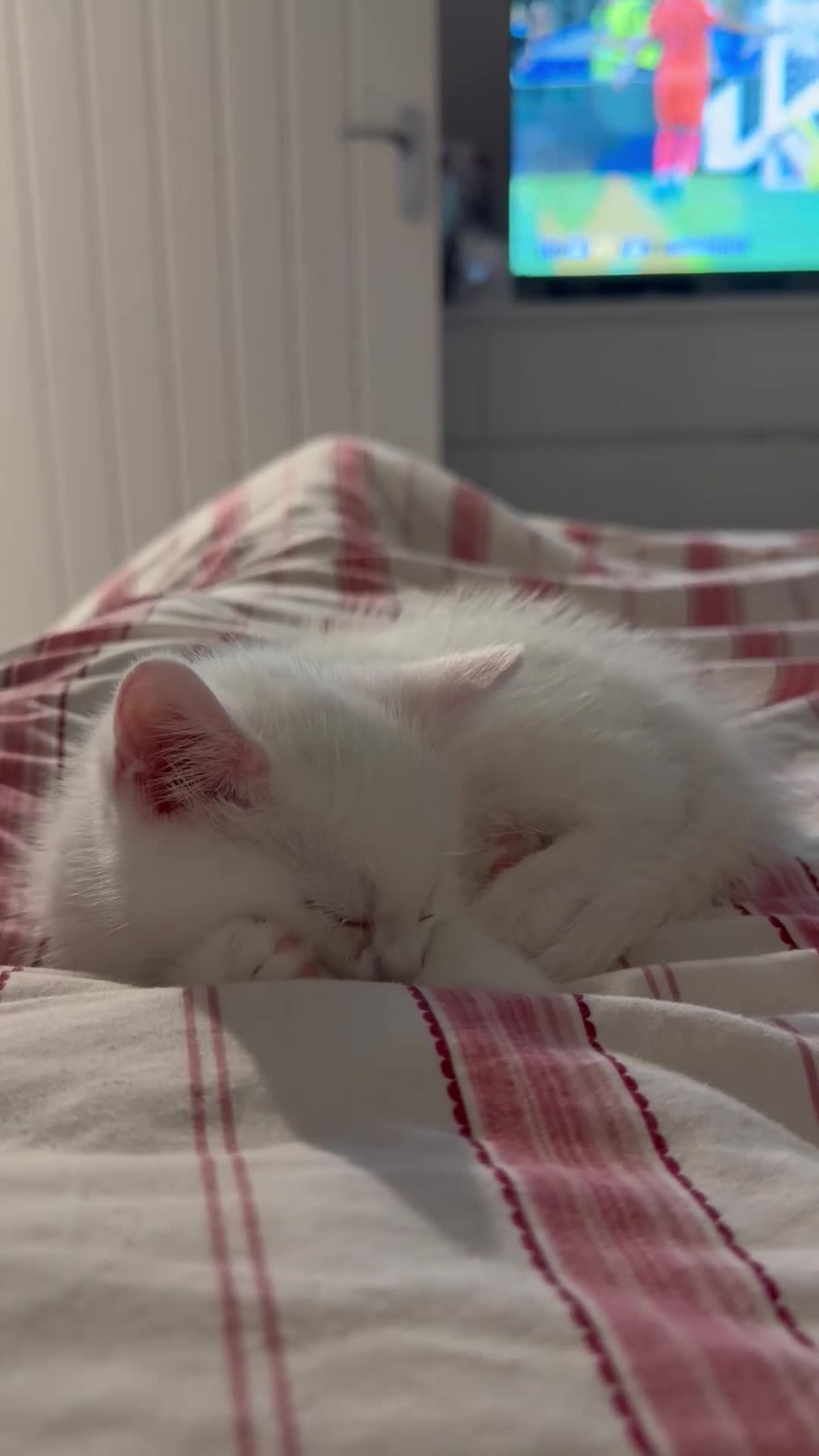Domestic Shorthair cats for sale: Kittens. - Video 1
