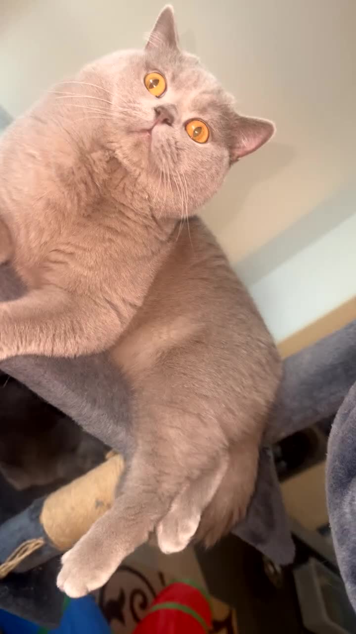 British Shorthair cats for sale: British short hair Cats - Video 4