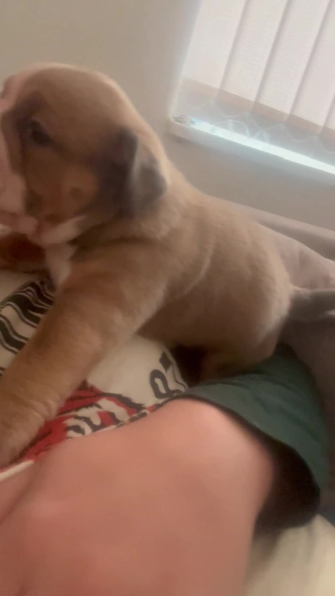 Olde English Bulldogge dogs for sale: Beautiful olde English bulldogs - Video 3