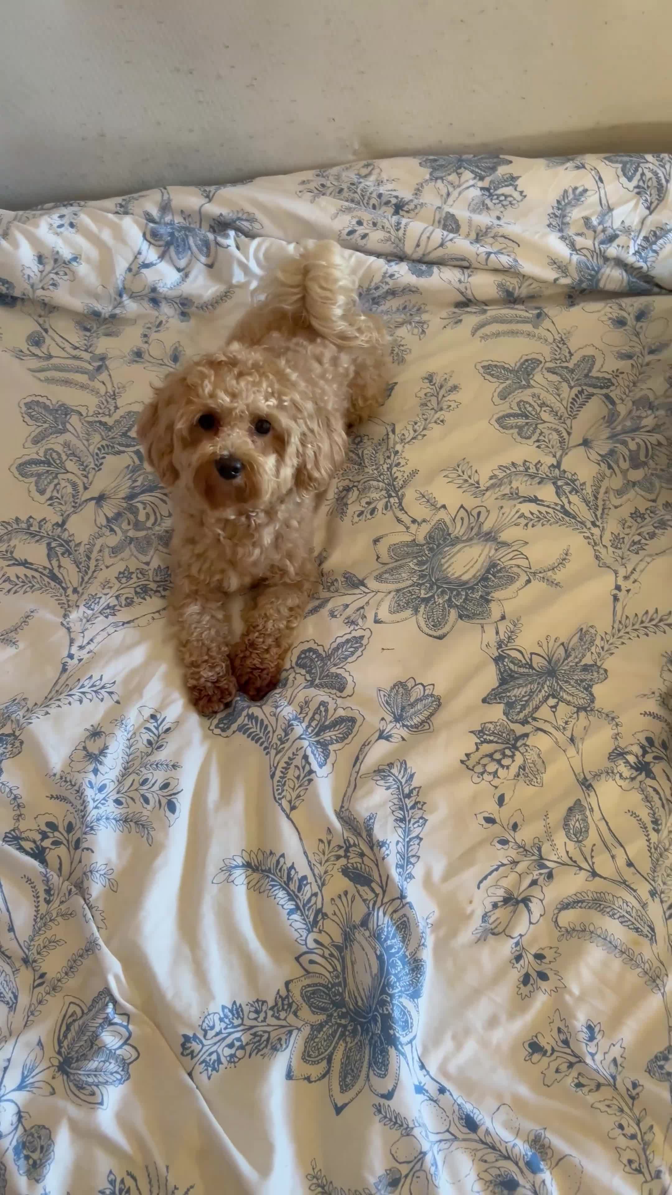 Maltipoo dogs for stud: 🐶✨  Gorgeous Maltipoo Boy “Milo” ✨🐾 £300 - Video 2