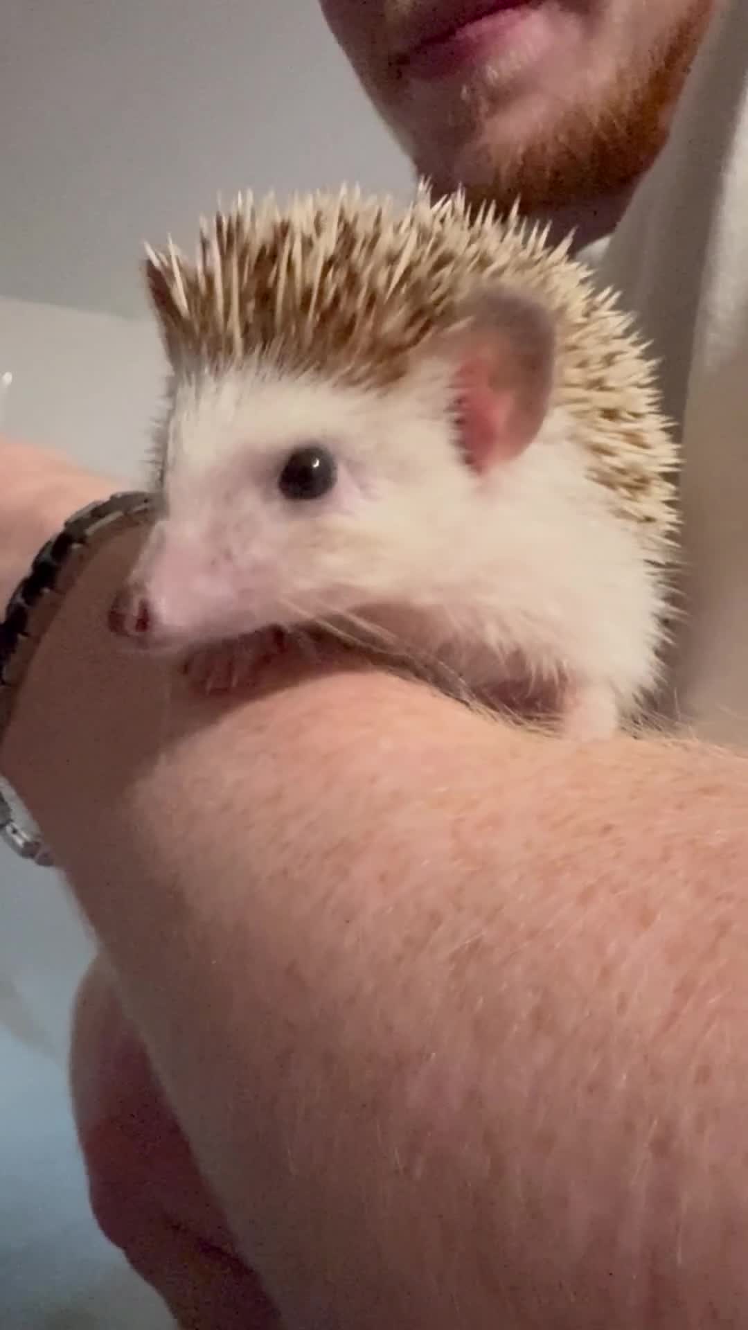 Pygmy Hedgehog rodents for sale: Caramilk - African Pygmy Hedgehog for sale in Chelmsford - Video 1