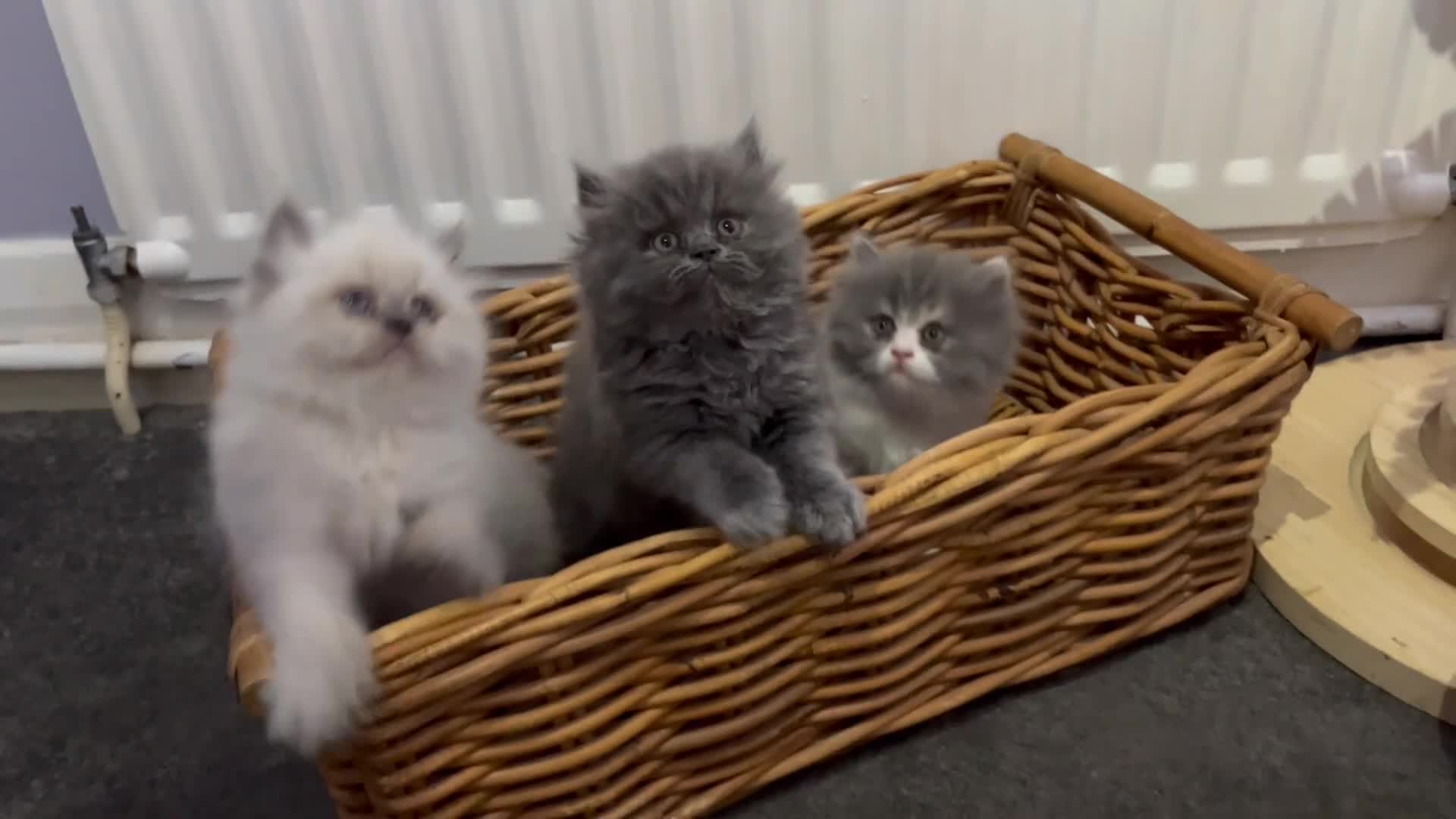Persian cats for sale: Ready Now 2 Boys/1 Girl Persian Fluff Monsters - Video 1