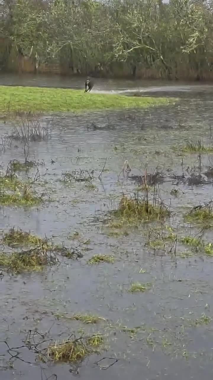 Mixed Breed dogs for adoption: Hollie needs a forever home - Video 1