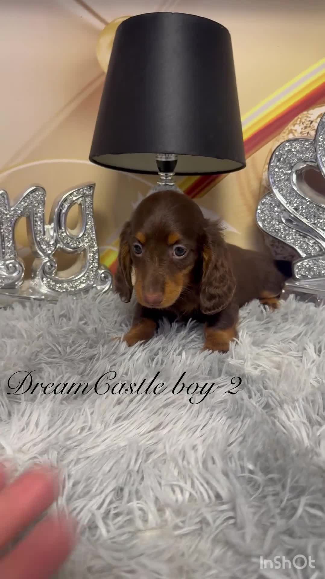 Miniature Dachshund dogs for sale: KC reg ready now long coat puppies  - Video 4