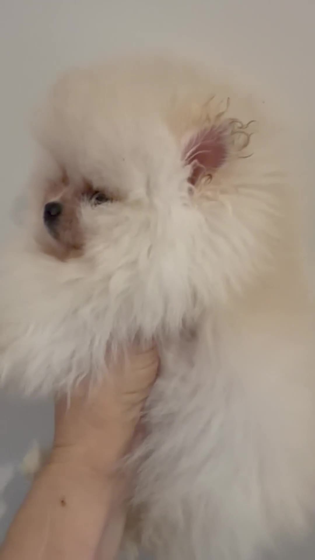 Pomeranian dogs for sale: Kc white/cream Boy Pomeranian  - Video 1