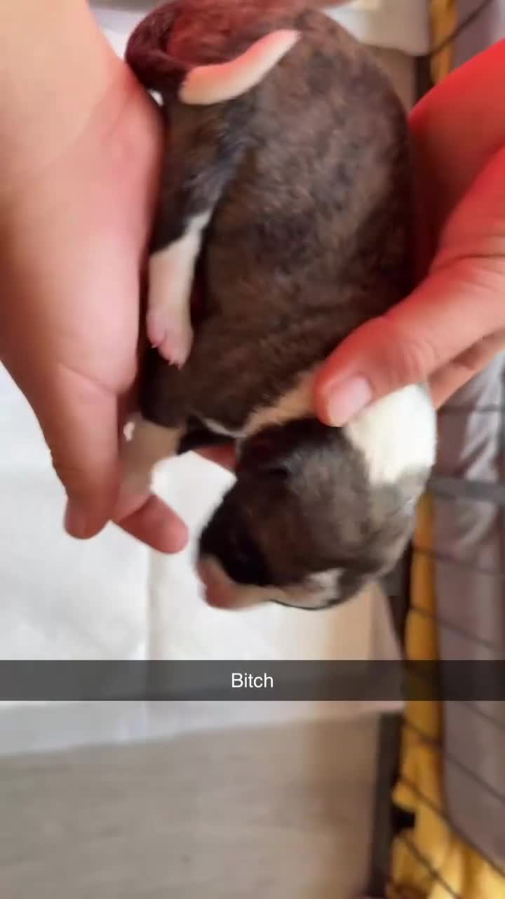 Lurcher dogs for sale: Collie bull greyhound  - Video 2