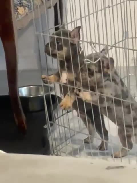 French Bulldog dogs for sale: French bulldog puppies  - Video 2