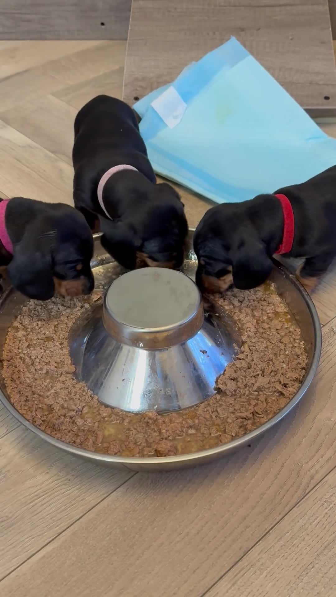Miniature Dachshund dogs for sale: Black and Tan Miniature Dachshund Puppies  - Video 1