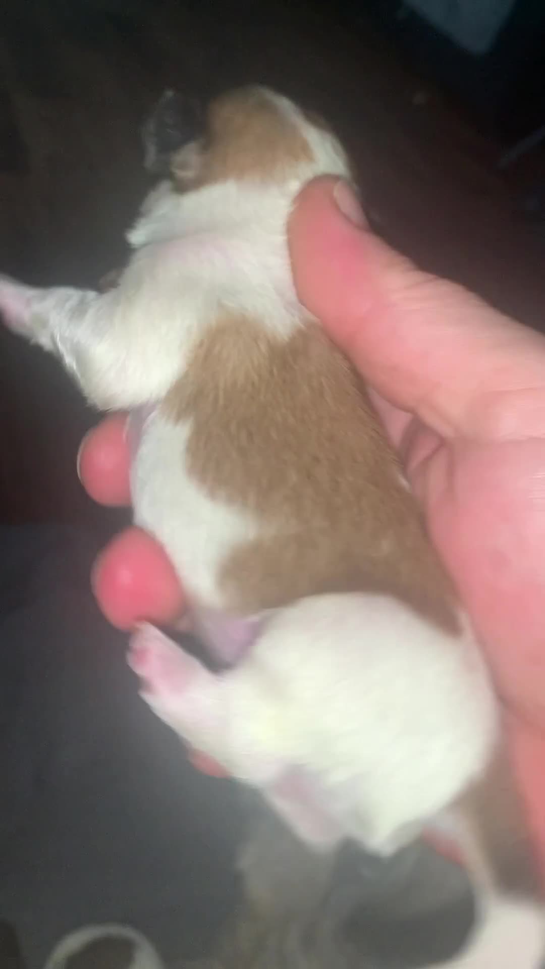 Lhasa Apso dogs for sale: 4 stunning Lhasa  boys  - Video 1