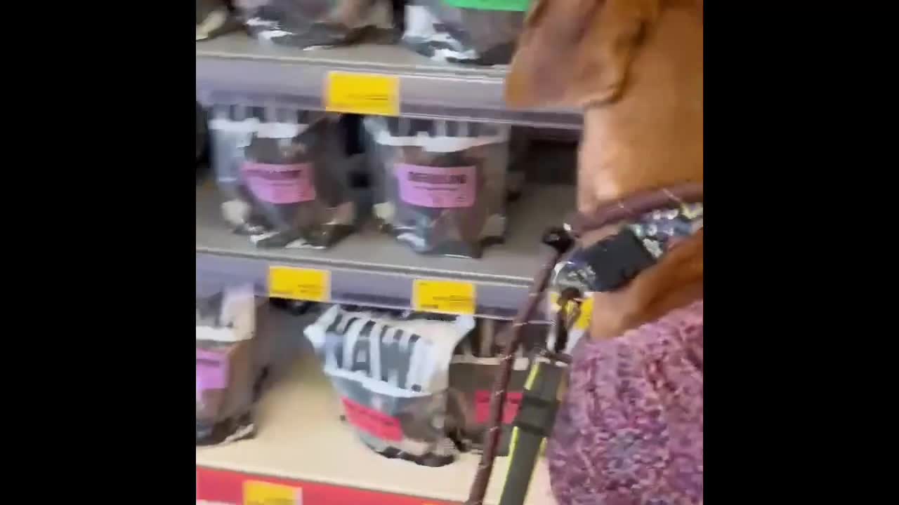 Mixed Breed dogs for adoption: Hector needs a loving home  - Video 1