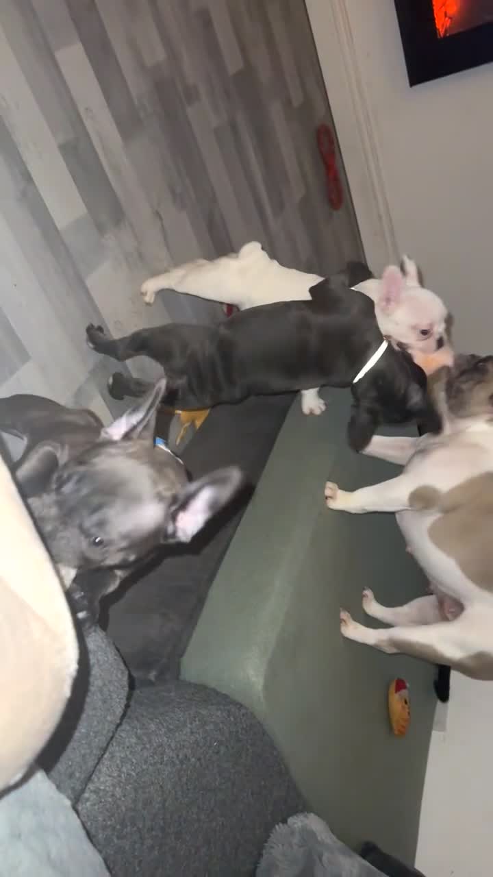 French Bulldog dogs for sale: 2 female French Bulldog –14 weeks old💙 🐾 - Video 2