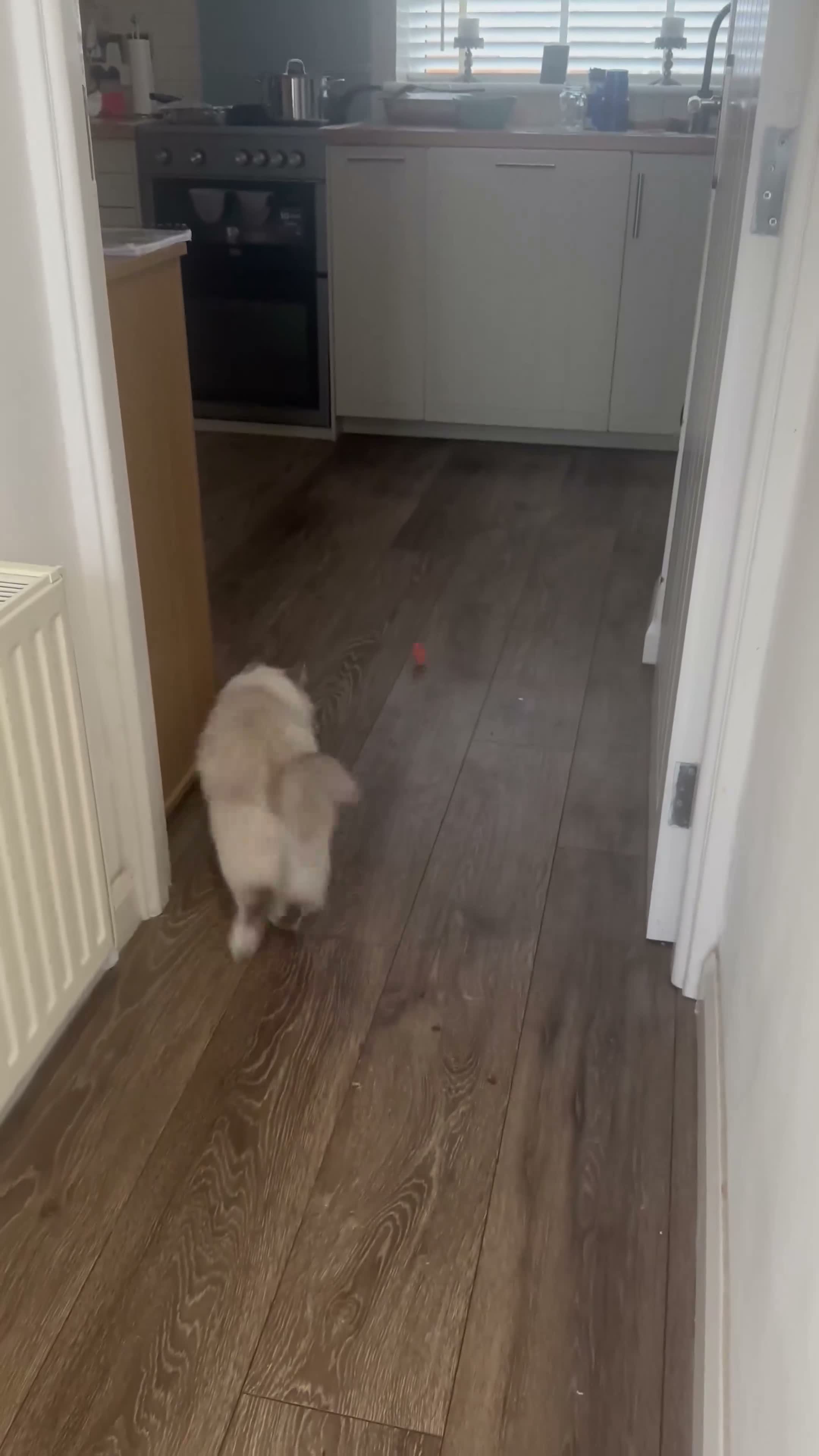 Ragdoll cats for sale: The prettiest Ragdoll is looking for a new home  - Video 1