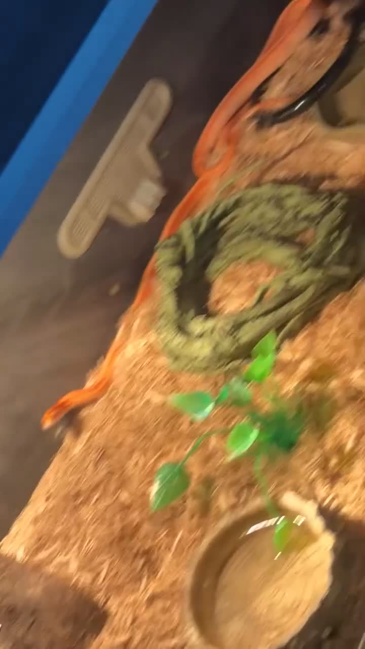 Corn Snake reptiles for sale: Male corn snake in London - Video 2