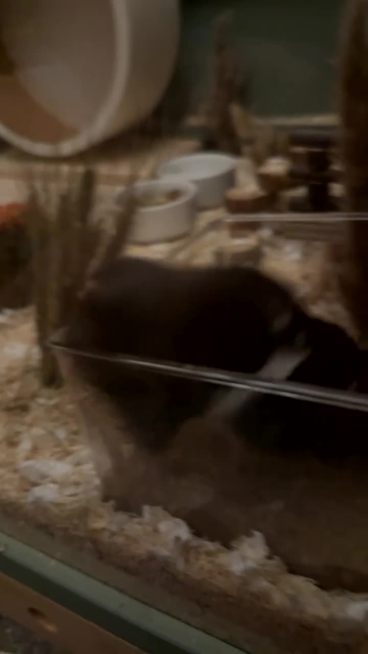 Hamster rodents for sale: Honey (Syrian Hamster) and Toto (Syrian Hamster) - Video 1