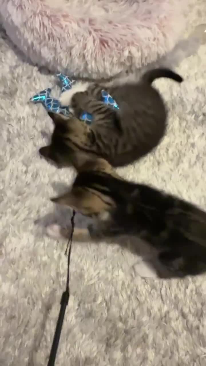 Mixed Breed cats for sale: Three kittens are looking for their homes 🐾 - Video 2