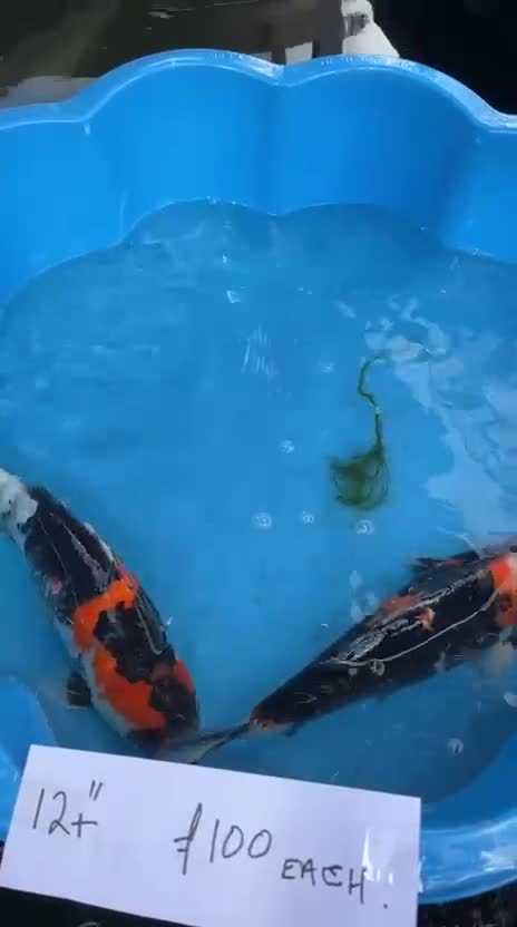 Koi Carp fish for sale: Beautiful Koi Carp looking for new home  - Video 4