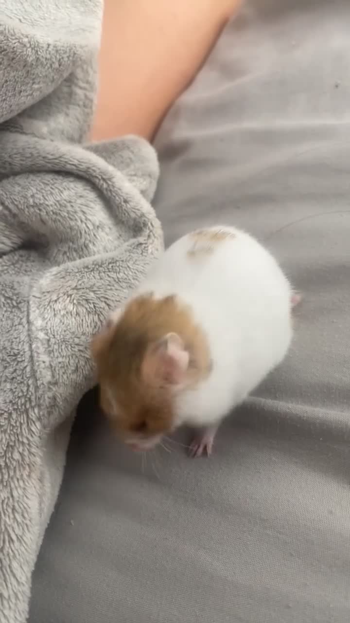 Hamster rodents for sale: Syrian  Hamster(with cage, food etc. - Video 2