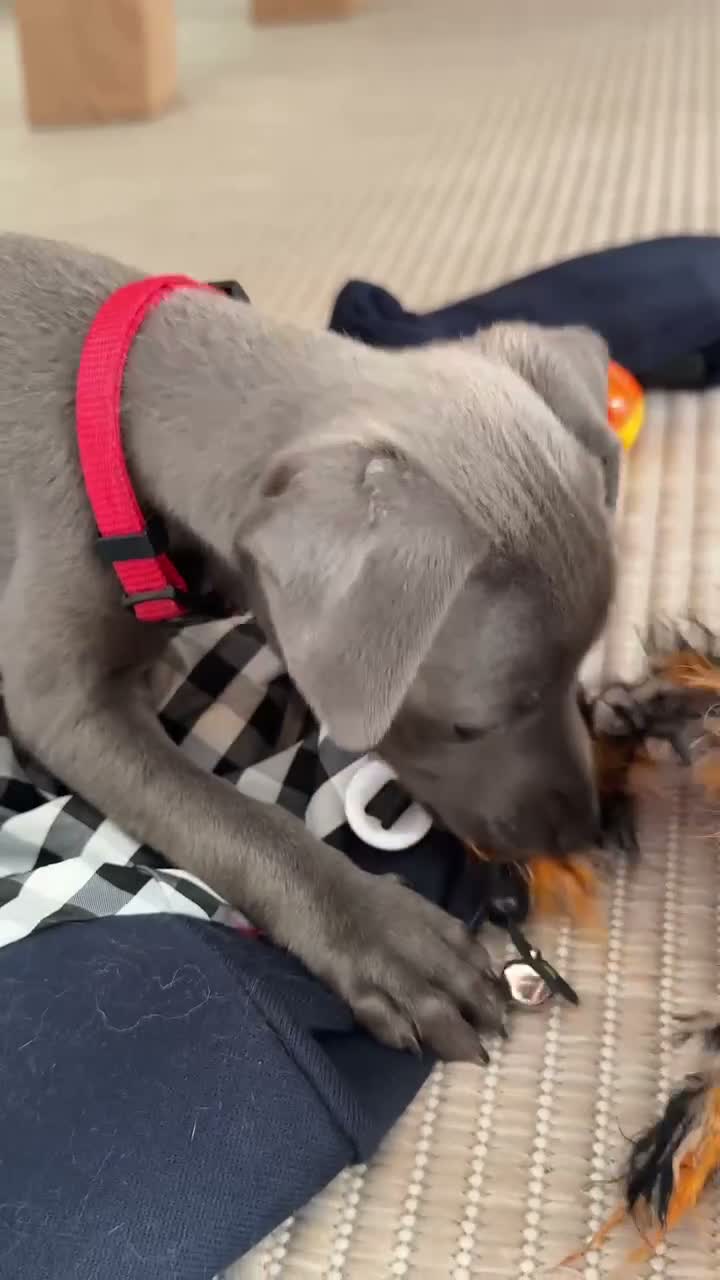 Whippet dogs for sale: Luna: 9-week-old female puppy in London - Video 2