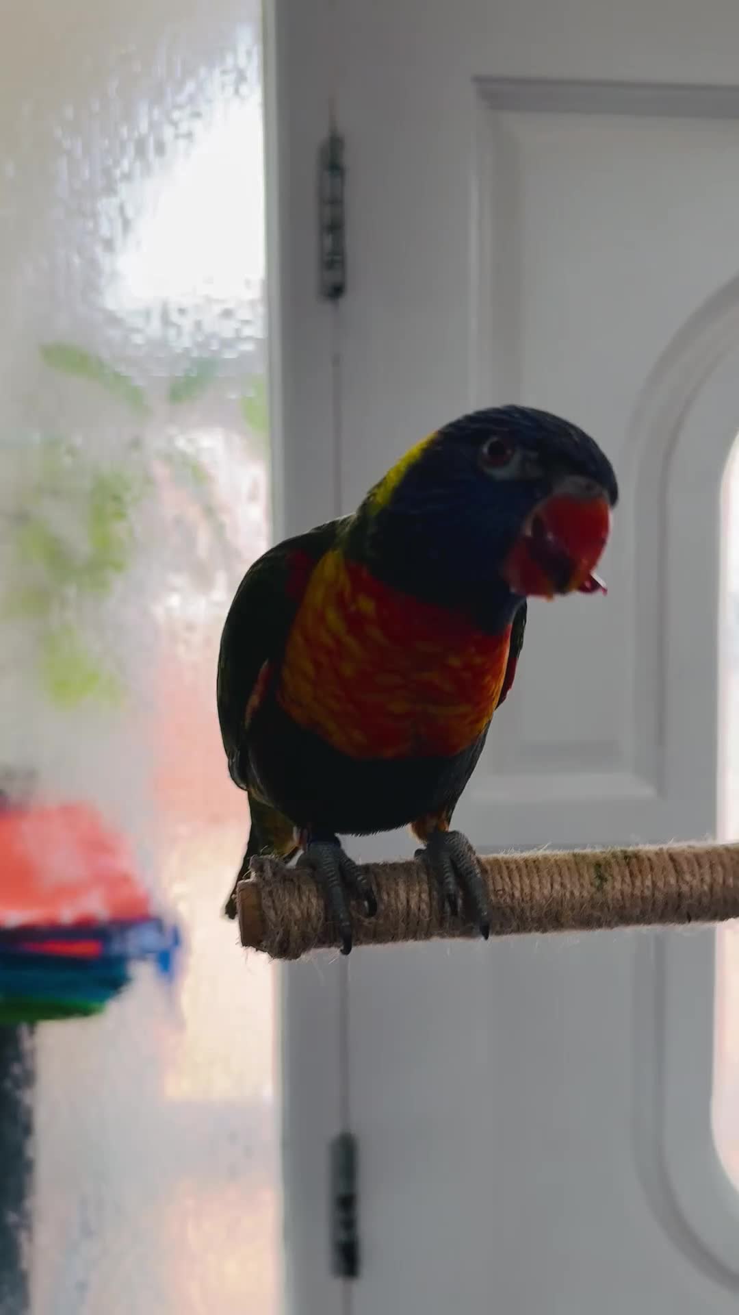 Lorikeets birds for sale: Rainbow Lorikeet + Cage  - Video 1