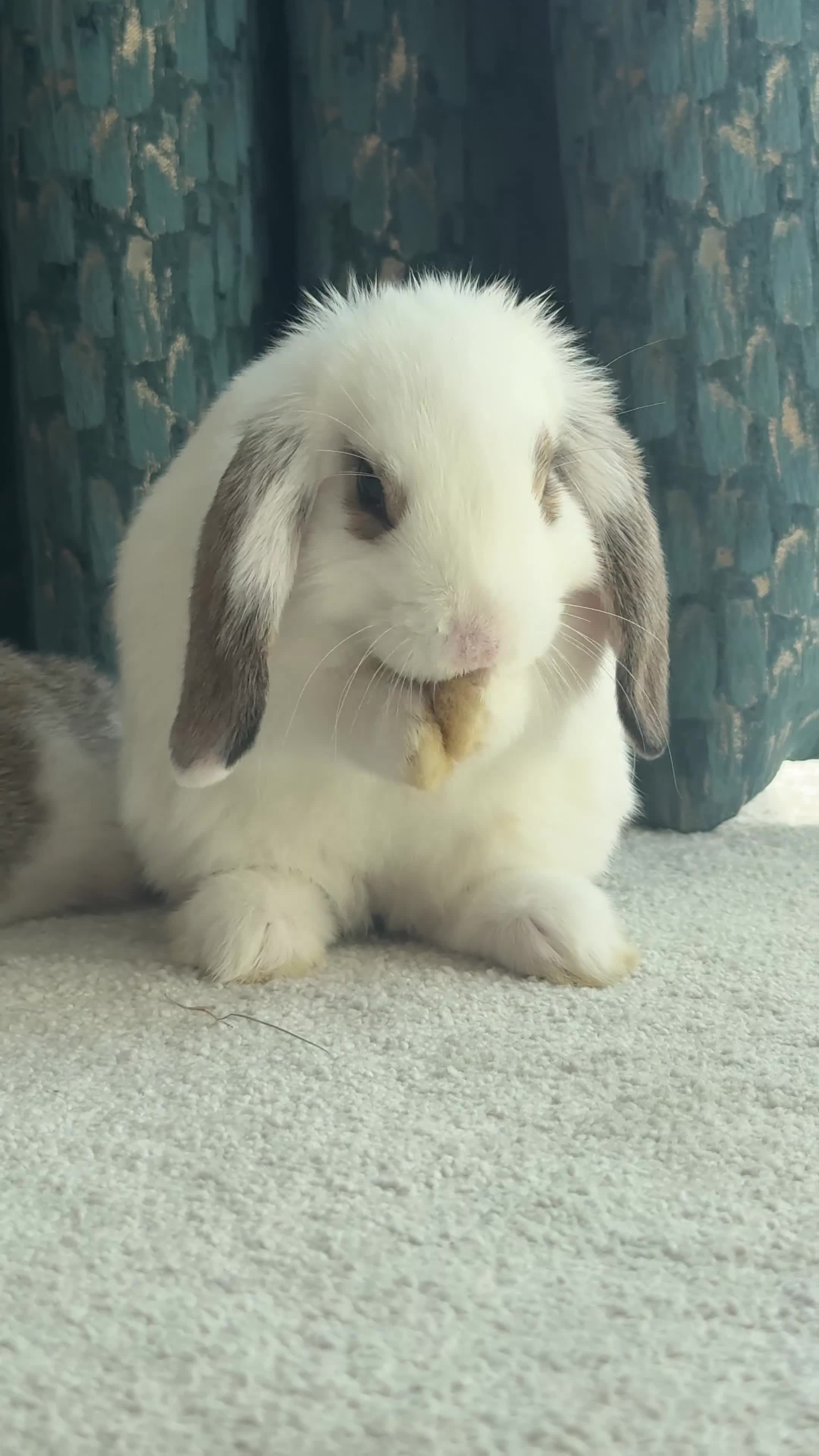Mini Lop rabbits for sale: Super Cute Mini Lops ❤️ in Hailsham - Video 1