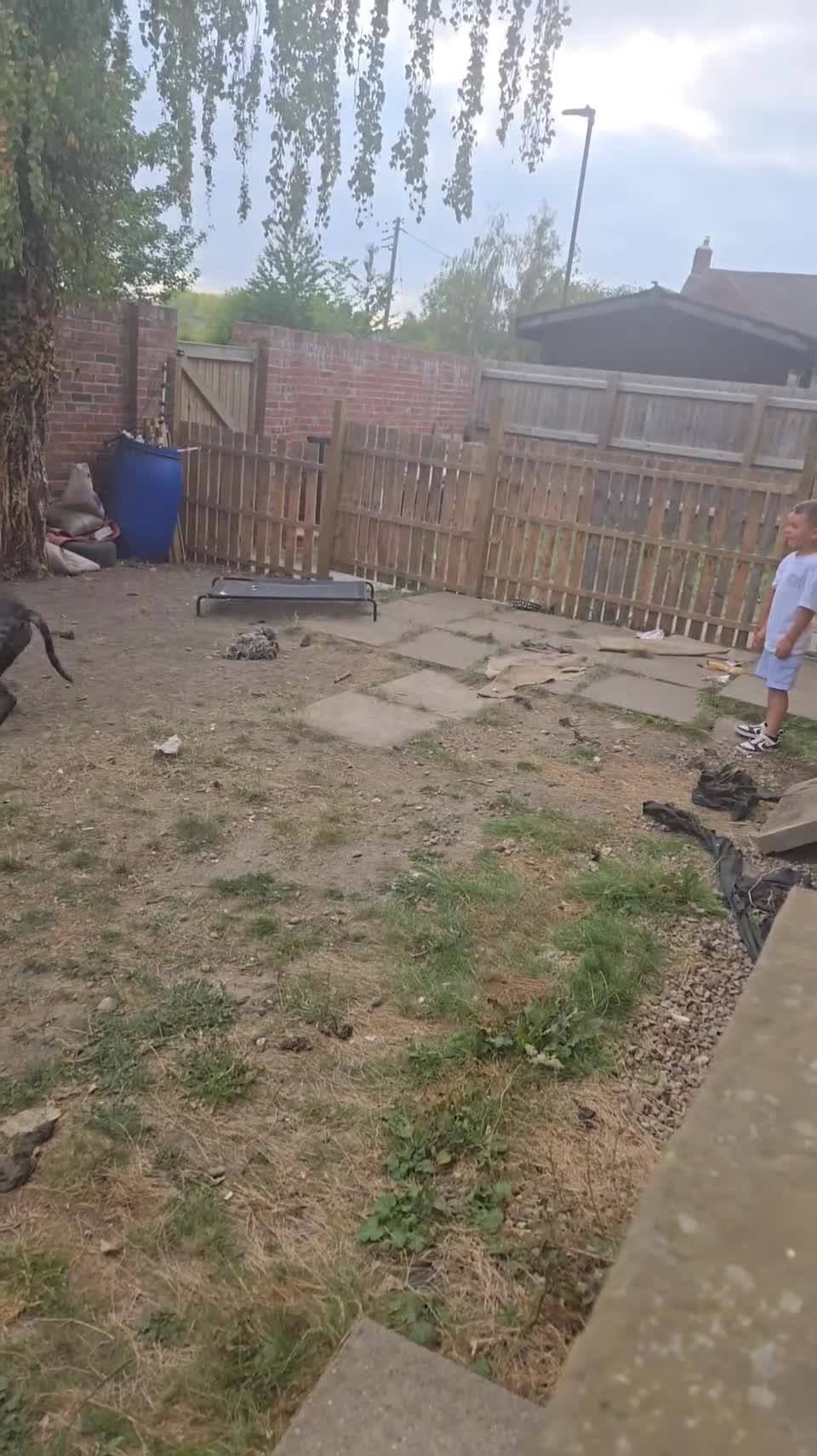 Cane Corso dogs for sale: Merle cane corso - Video 1