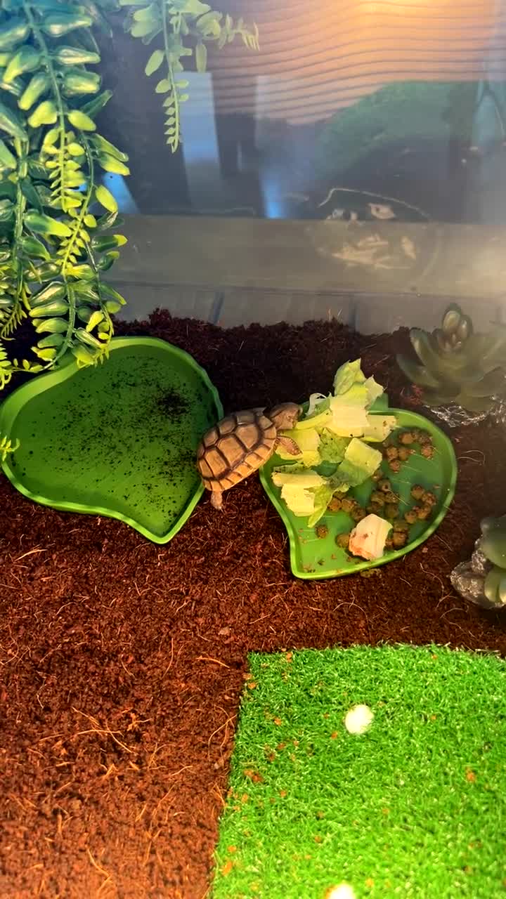 Tortoise reptiles for sale: Tortoise  - Video 1