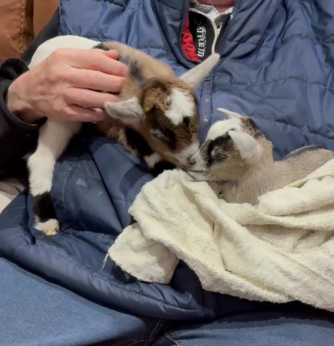 Goats livestock for sale: TWO BOTTLE FED ADORABLE TINY BABY PYGMY GOATS  - Video 2