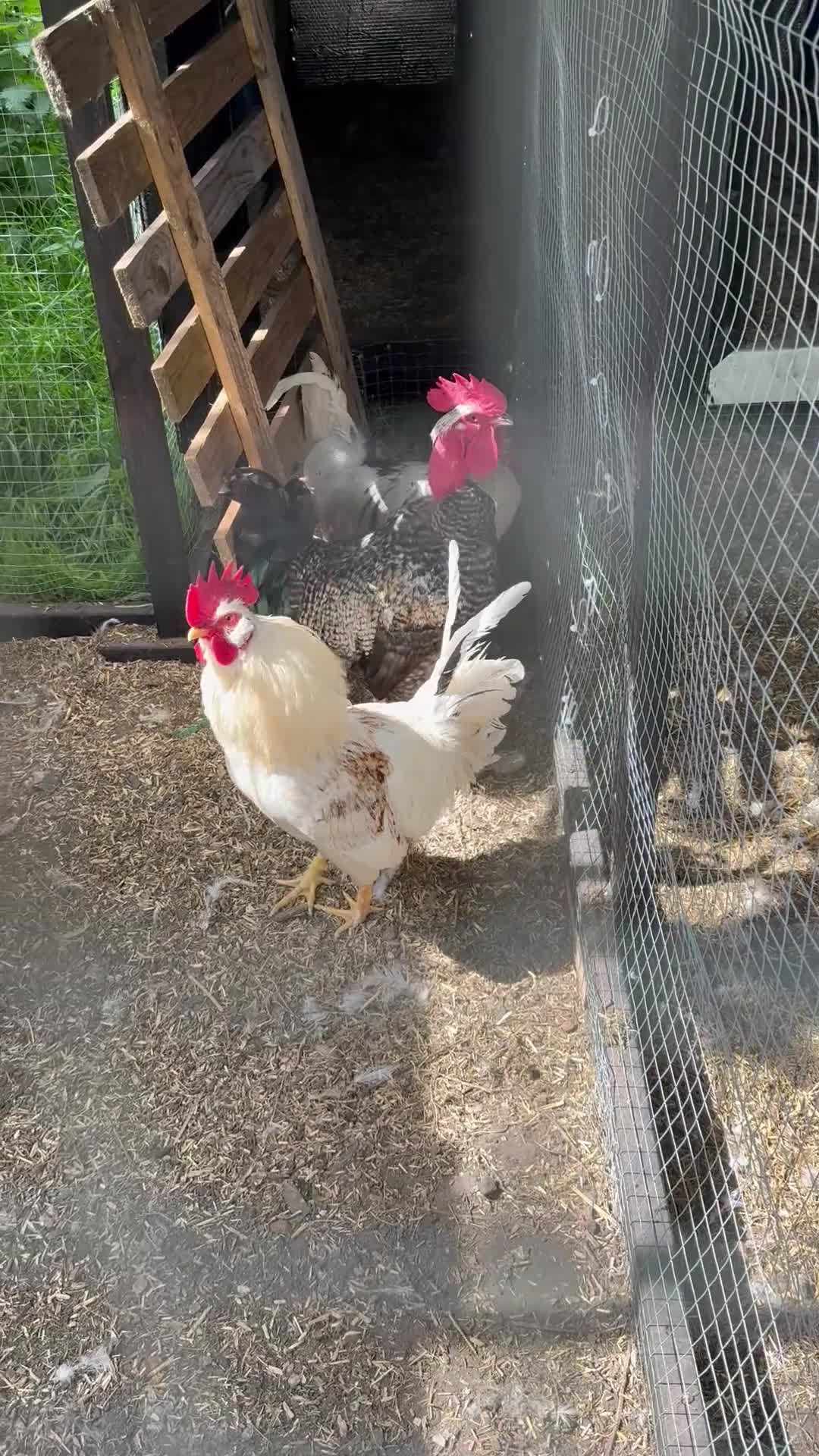 Chickens poultry for sale: Boys for rehoming  - Video 1